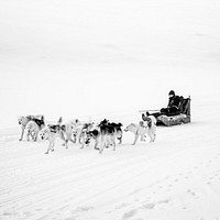 A young boy is teaching his dogs whilst dog Sledding through the glacial valley on the small island of Disko, off the West coast of Greenland. Taken on 8/3/2020