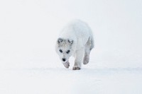 Cute Greenland sled dog puppy walking in the snow