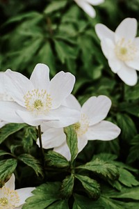 Blooming wood anemone in the wild