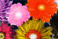 Closeup of colorful gerbera background in negative effect