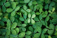 Green leaf plant textured background