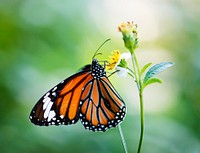 Closeup of a Monarch butterfly