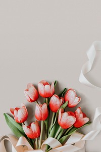 Red and white tulip on blank beige background template