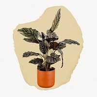 Houseplant ripped paper, home decor graphic