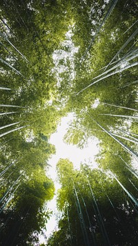 Nature mobile wallpaper background, bamboo forest in Arashiyama, Japan