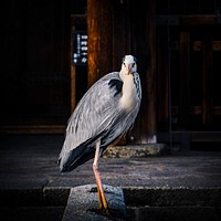 Chinese heron in a temple