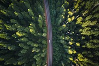 Aerial view of a road through the woods