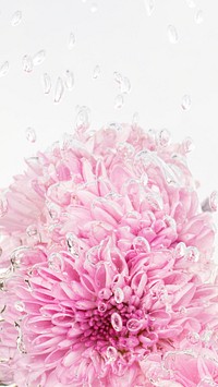 Pink chrysanthemum flower in water with air bubbles mobile phone wallpaper