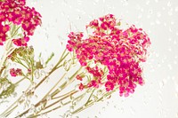Pink yarrow flower with air bubbles