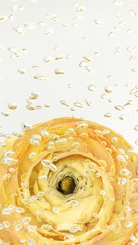 Bright yellow buttercup flower in water with air bubbles on the surface