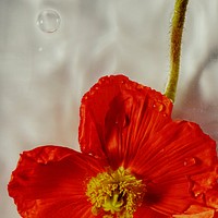 Close up of red poppy flower with water drops 