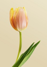 Blooming tulip flower on a cream background