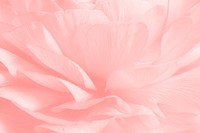 Pink ranunculus flower macro photography 