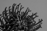 Monotone pincushion protea flower 