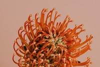 Orange pincushion protea flower 