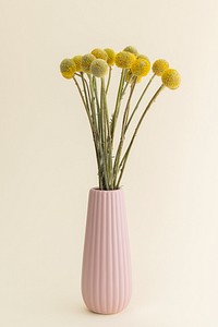 Dried Craspedia flower in a pink vase on a beige background