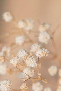 Dried gypsophila flowers macro shot