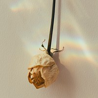 Upside down white rose on a wall