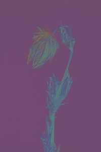 Dried blue thistle flower on a purple background