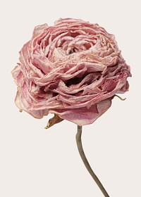 Dried pink buttercup flower on a beige background