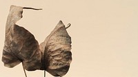 Dried Bodhi leaves textured background