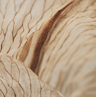 Dried lily flower macro shot