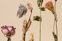 Dried flowers on a beige background