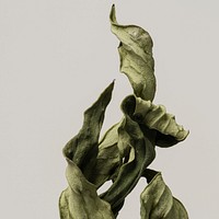 Dried peony leaf on a gray background