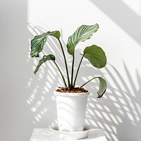 Calathea Orbifolia by a white wall