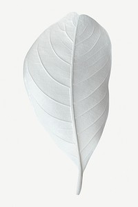 Dry bleached white leaf isolated on background mockup