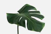 Monstera delicosa plant leaf on an off white background mockup