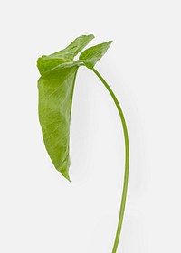 Tropical Alocasia leaf on an off white background