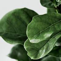 Fiddle leaf fig plant background