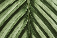 Calathea leaf background close up