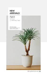 New arrivals template vector with agave tree