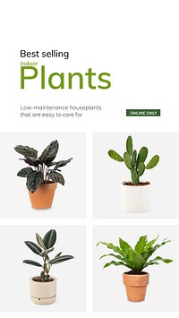 Garden shop template vector best selling indoor plants