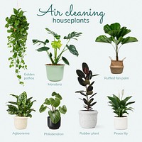 Air cleaning houseplants for your bedroom
