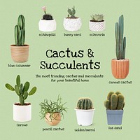 Cactus and succulents guide