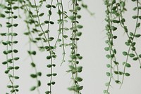 Angel vine plant on light gray background