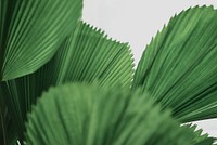 Ruffled leaf palm tree background