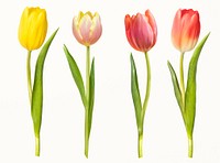 Colorful tulips, collage element psd