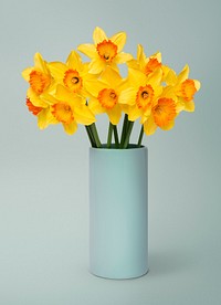 Yellow daffodil in blue vase, isolated object design psd
