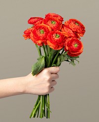 Red ranunculus bouquet, held by hand, collage element psd