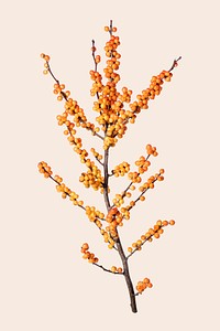 Yellow winterberry flower, isolated object psd