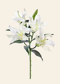 White lilies, collage element psd