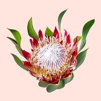 King protea, collage element psd