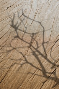 Shadow of dried branch on a brown texture