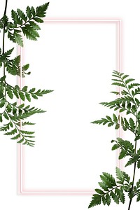 Leatherleaf fern with pink rectangle frame on white background