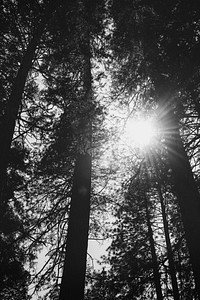 Whitebark pine in Yosemite National Park, USA