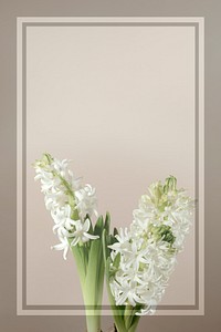 Reactangle frame on white hyacinth flower isolated on beige background